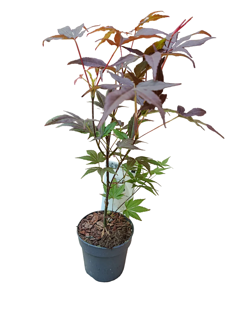 Acer Palmatum Atropurpurea Ø10 Arbol Para Hacer Bonsai