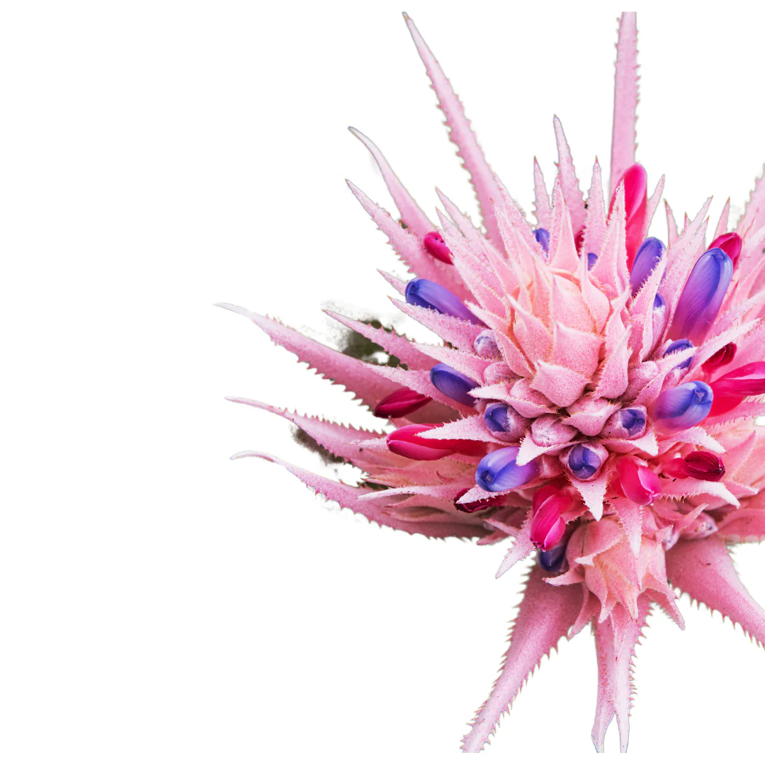 Aechemea Fasciata O Bromelia Fasciata Planta Con Flor Para Interior - Image 2
