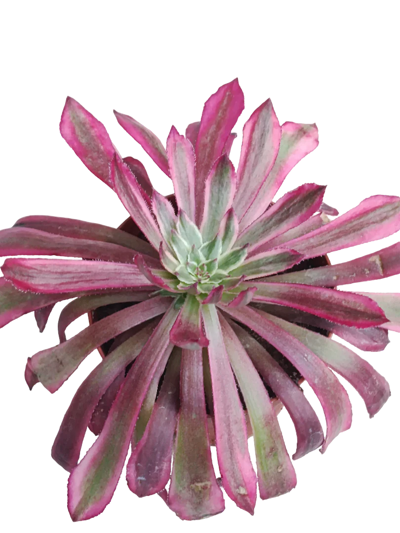Aeonium Mardi Grass Ø8 Planta Suculenta