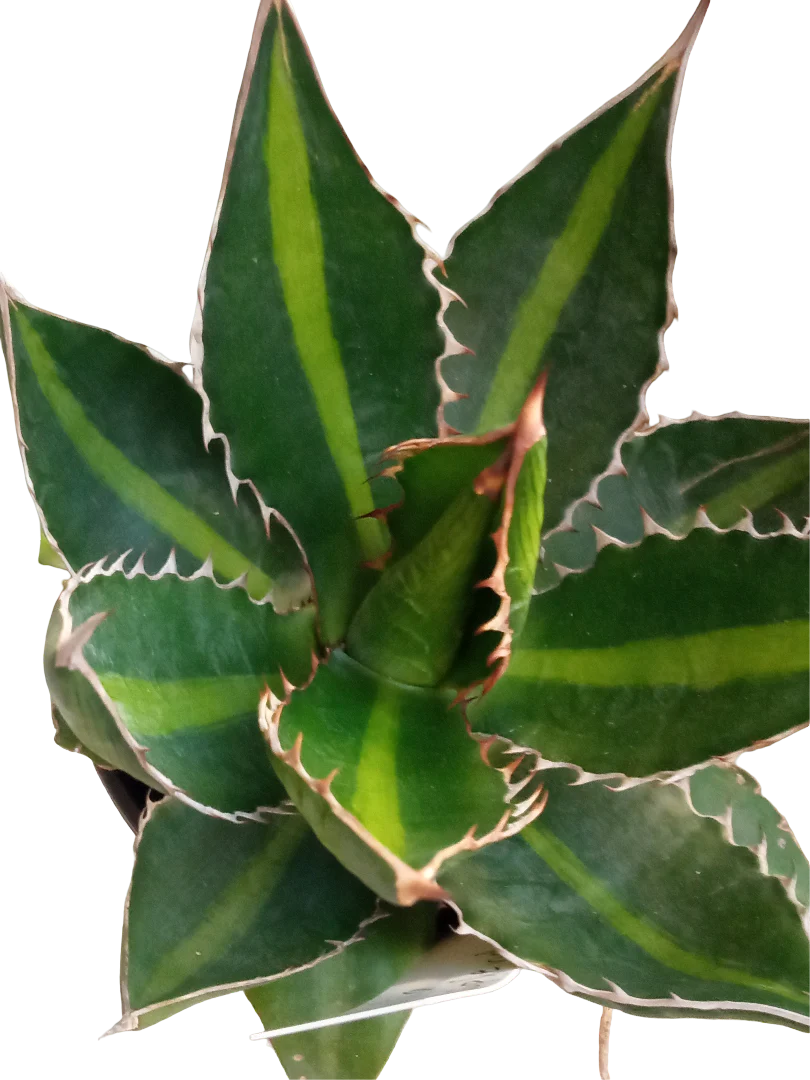Agave Univitatta Splendida Planta Suculenta Joven De Sol Ø8 Cm