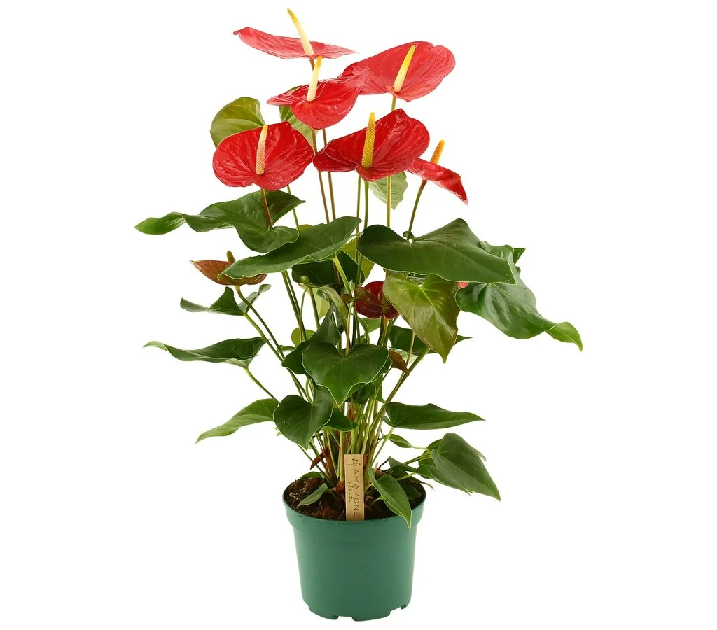 Anthurium Andreanum Idaho M17 75cm