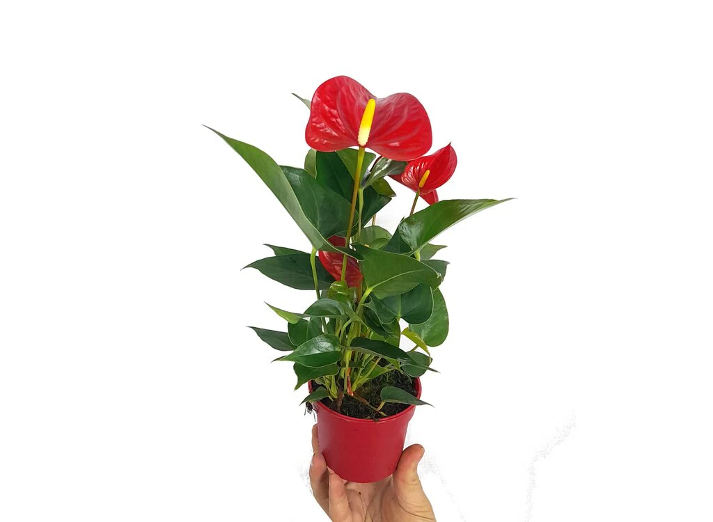 Anthurium Andreanum M9 25cm