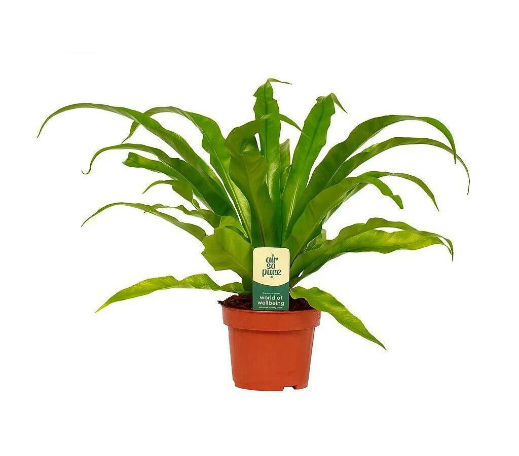 Asplenium Antiquum M12 30cm