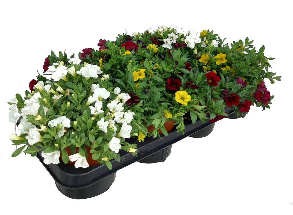 Calibrachoa M13