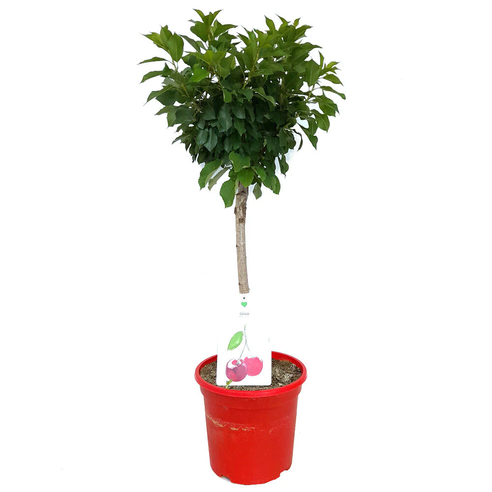 Cerezo Enano M26 120cm