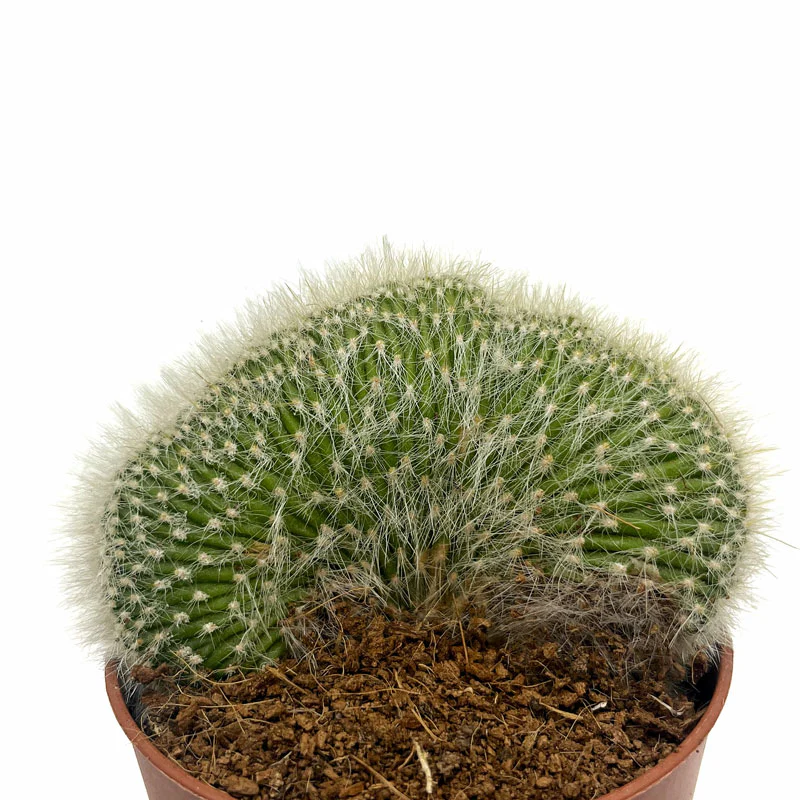 Cleistocactus Strausii Cristata Cactus Y Suculentas M8,5 cm Ø