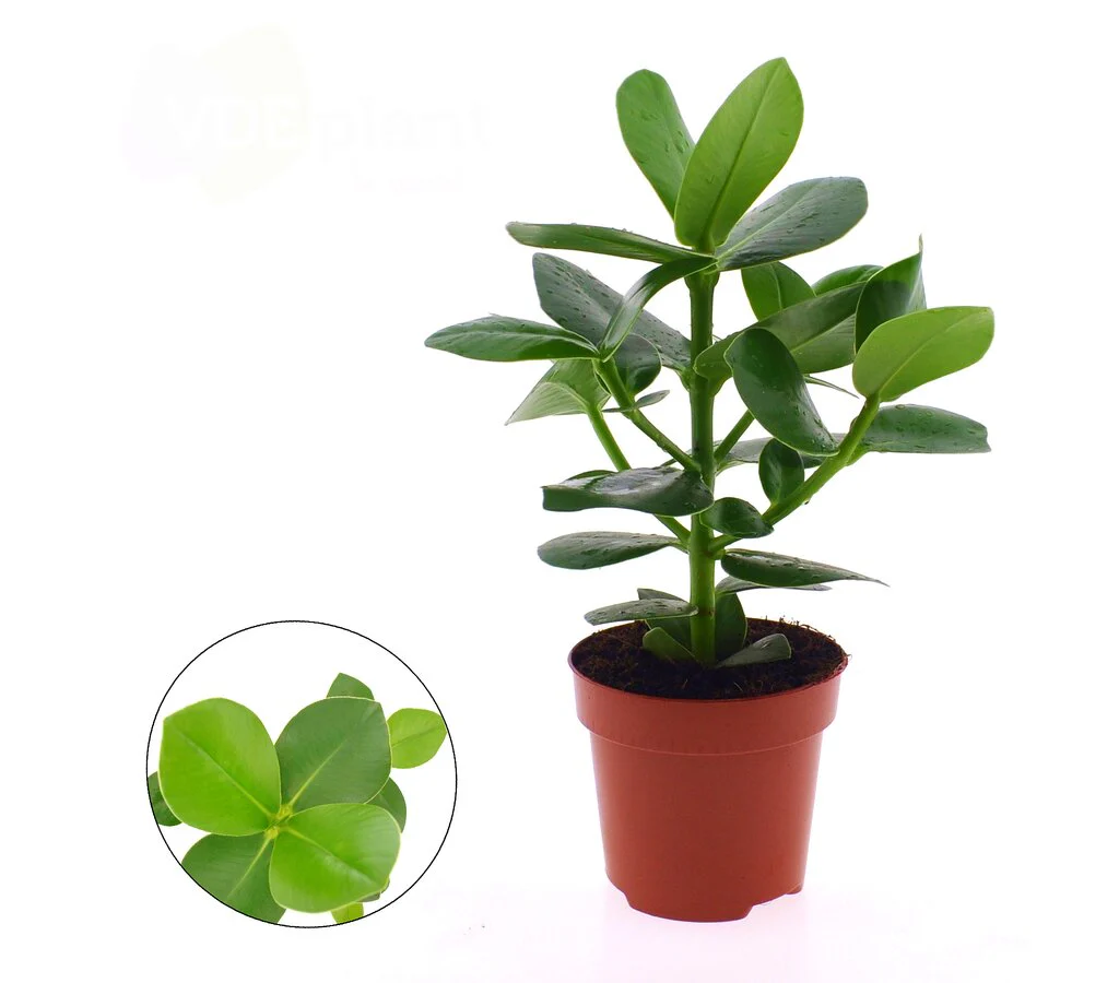 Clusia Rosea M12 30cm