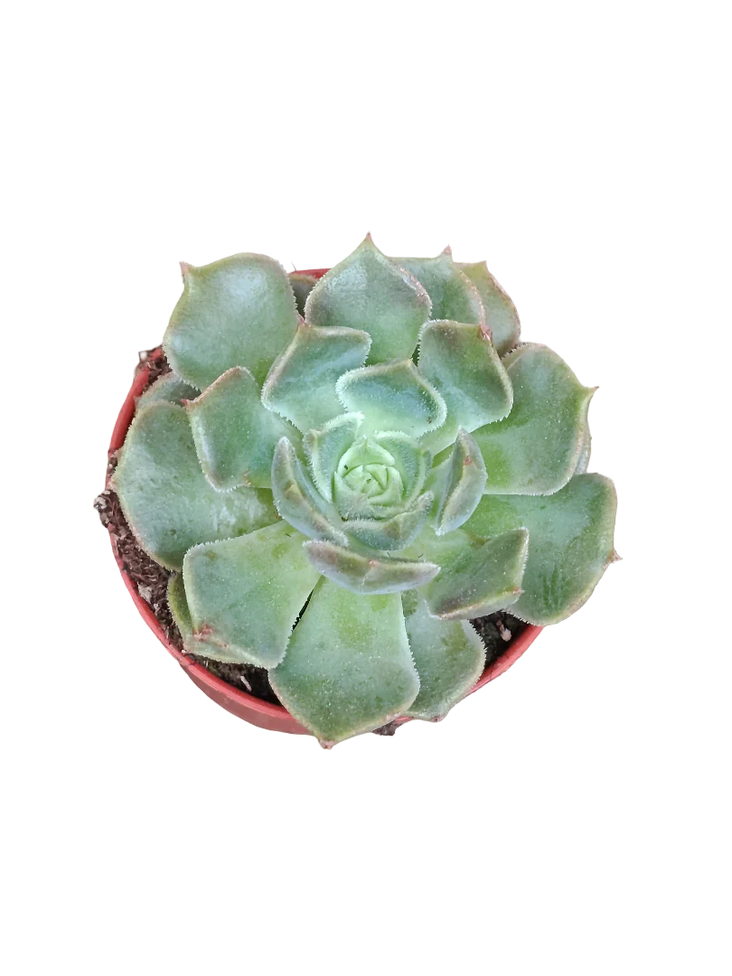 Echeveria Brown Rose Ø5 Planta Suculenta De Sol