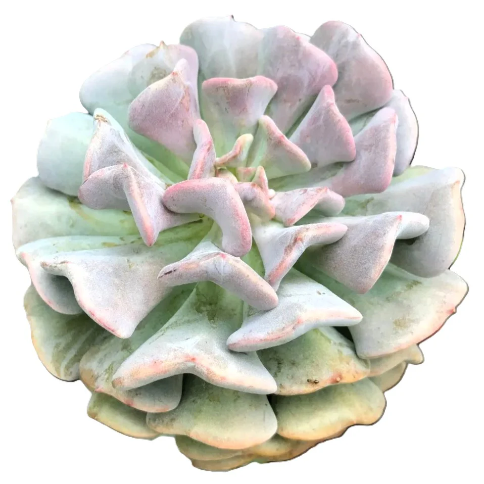 Echeveria 'Cubic Frost'; suculenta compacta verde-lila-rosa; Curiosarium; altura 6-7 cm, diámetro 10-12 cm