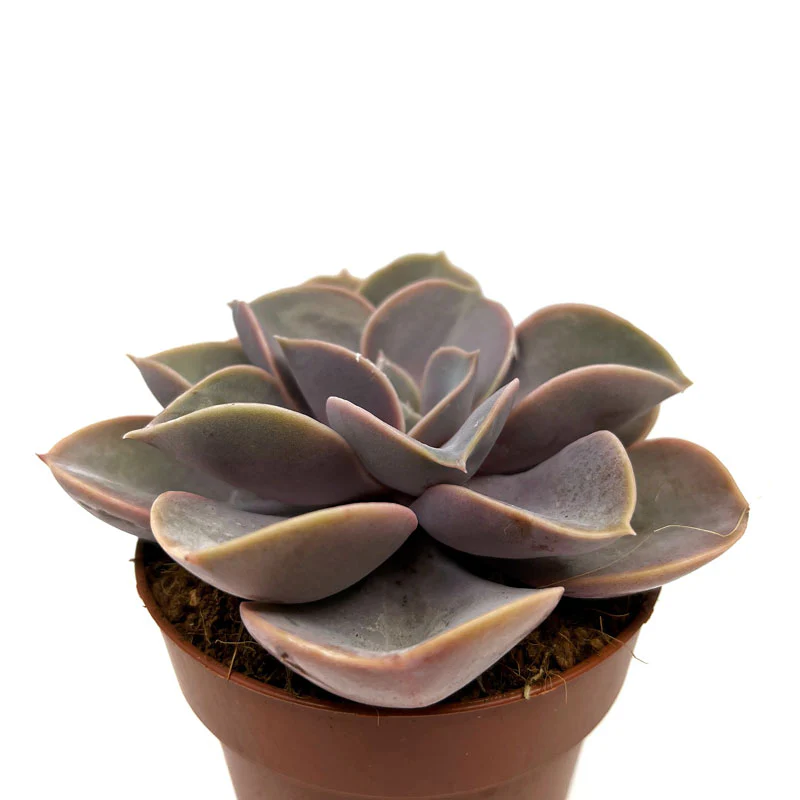 Echeveria Perle Von Nurnberg Cactus Y Suculentas M8,5 cm Ø