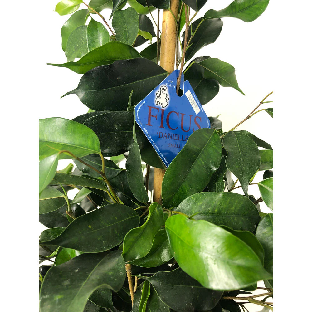 Ficus Daniel M20 120cm - Image 5