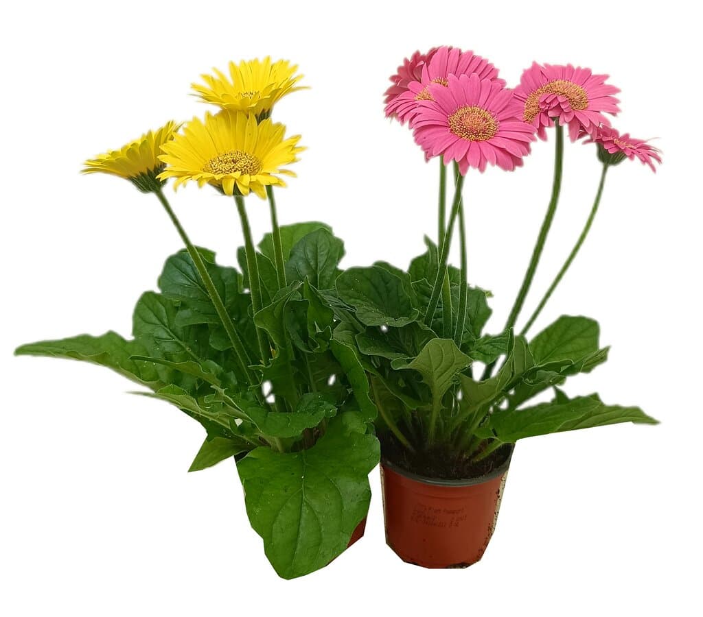 Gerbera Variada M9