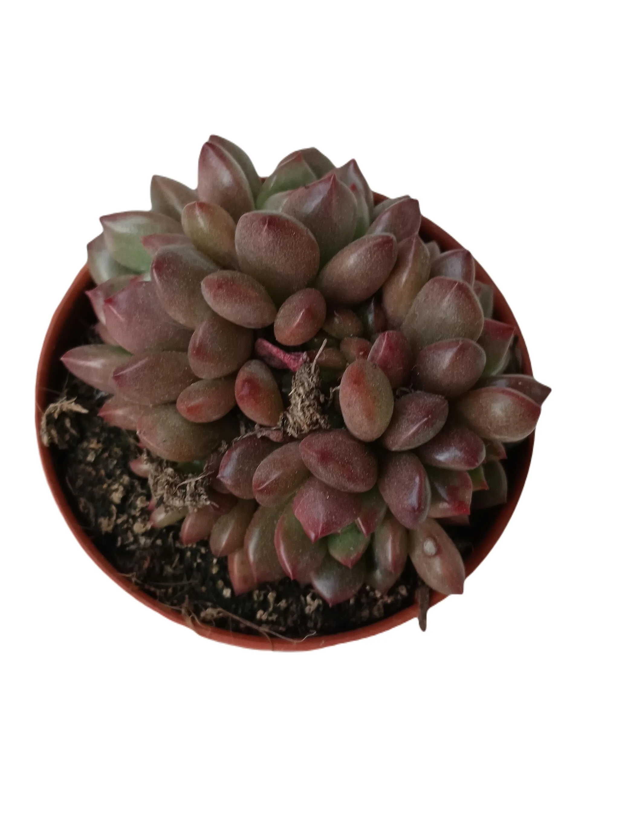 Graptoveria Bashful Planta Suculenta Ø5 Cm