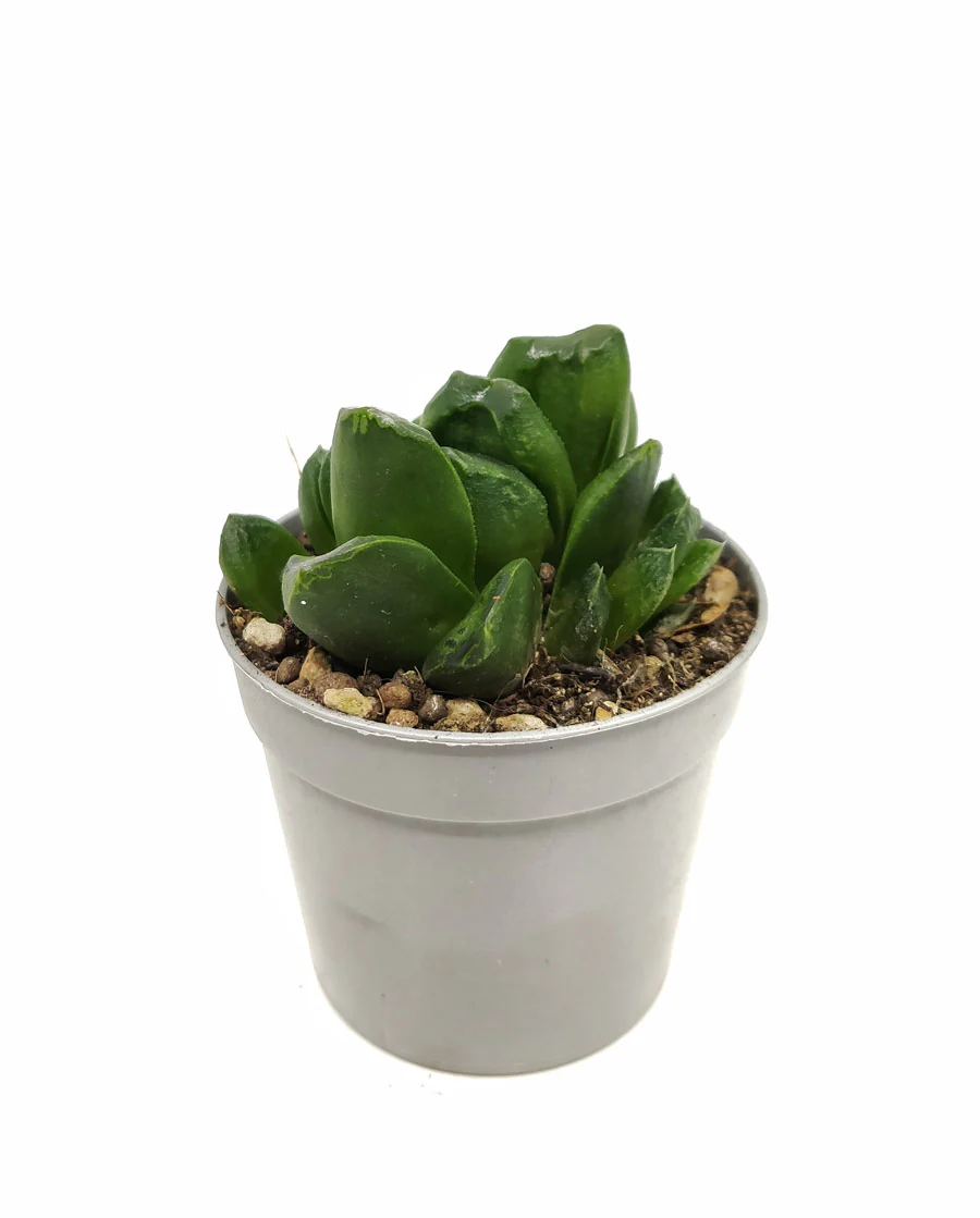 Haworthia Truncata Maughanii Cactus Y Suculentas M8,5 Cm Ø