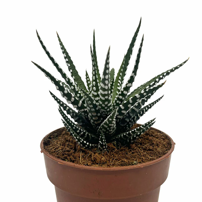 Haworthiopsis Attenuata Cactus Y Suculentas M8,5 cm Ø