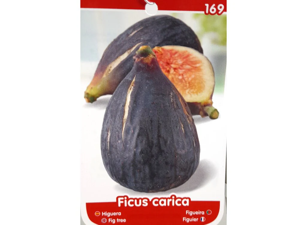 Higuera Brevera Negra M25 150cm - Image 3