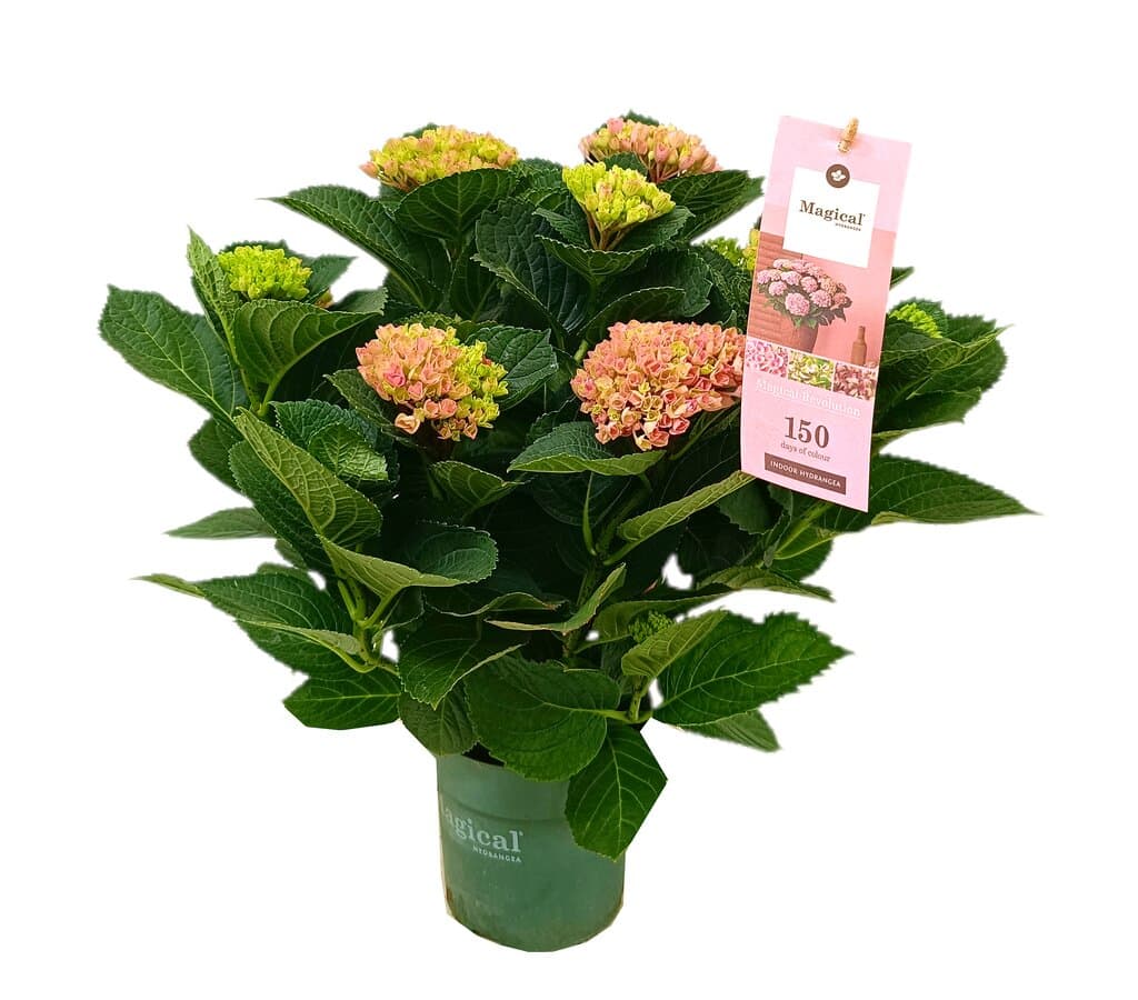 Hortensia Magical M16