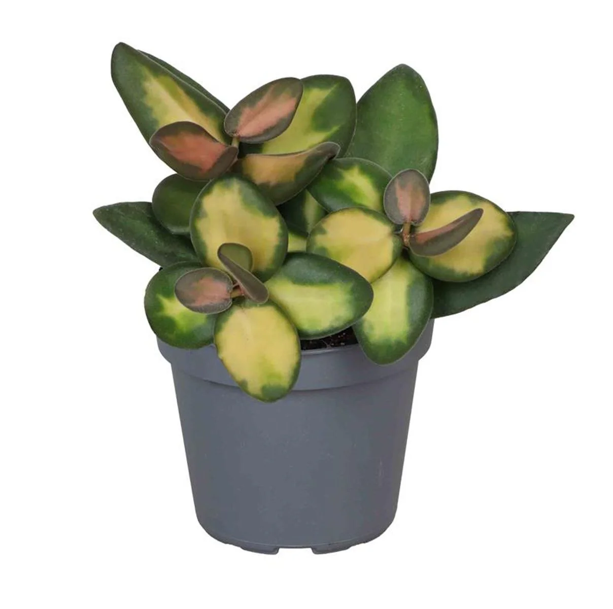 Hoya Burtoniae Variegata Planta Suculenta Colgante Flor De Cera Ø6