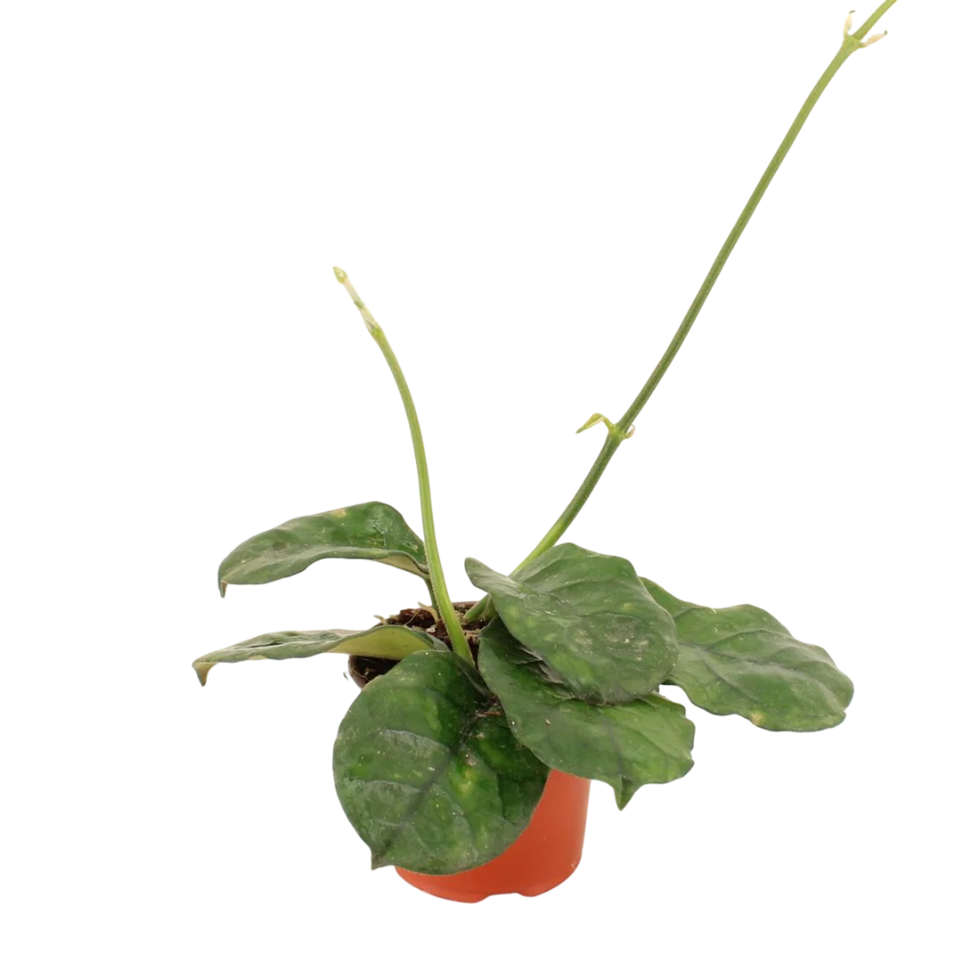 Hoya Villosa Planta Suculenta Colgante Flor De Cera Ø9