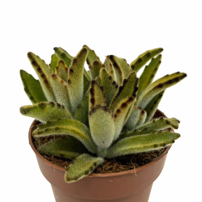 Kalanchoe Tomentosa 'chocolate-soldier' Cactus Y Suculentas M8,5 cm Ø