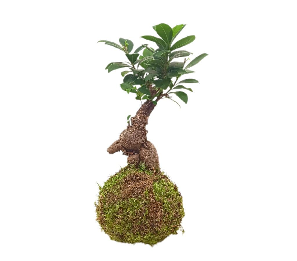 Kokedama Ficus Ginseng 30cm - Image 2