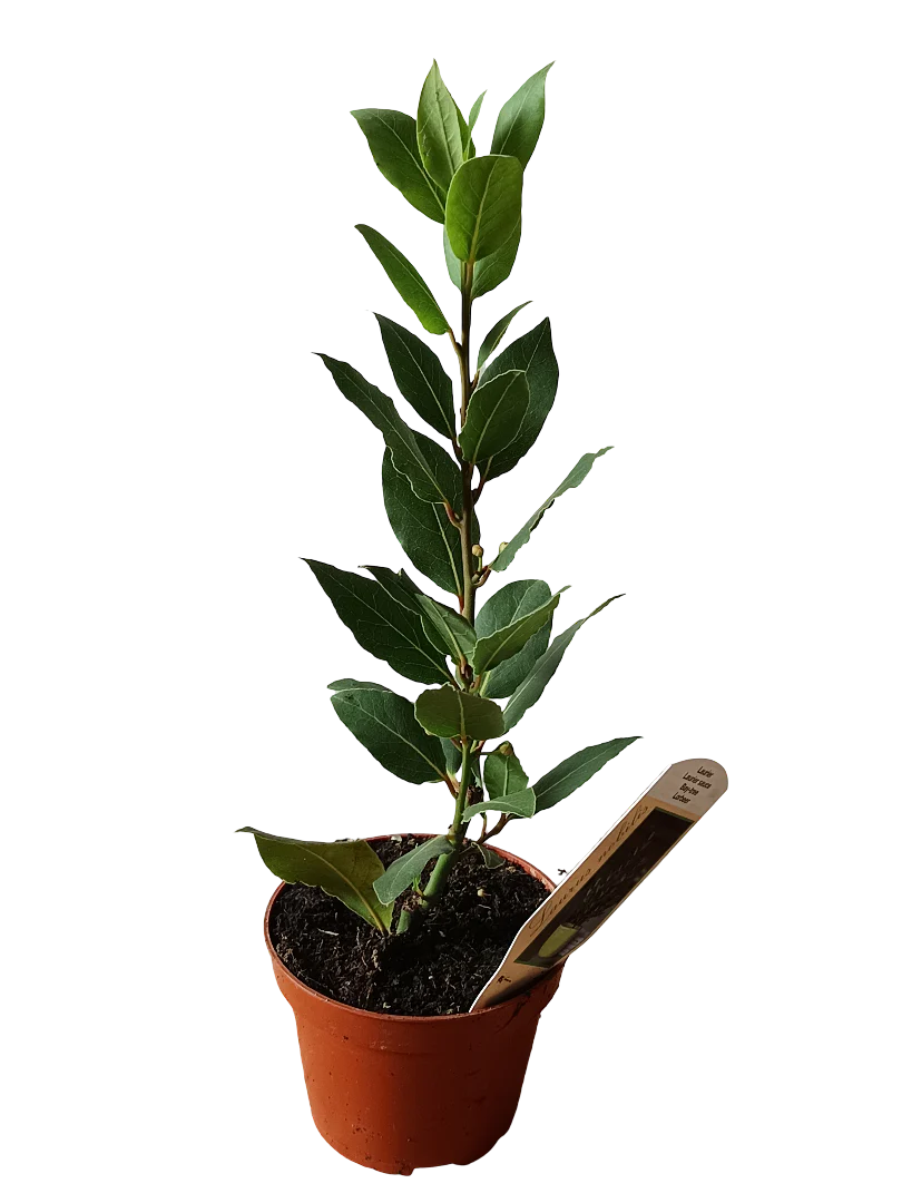 Laurel Planta Aromática Arbolito Natural Ø11
