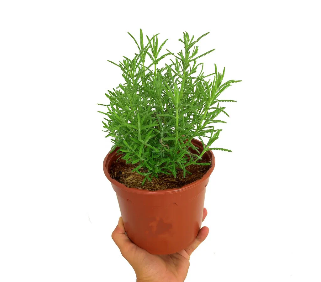 Lavanda Dentata M16