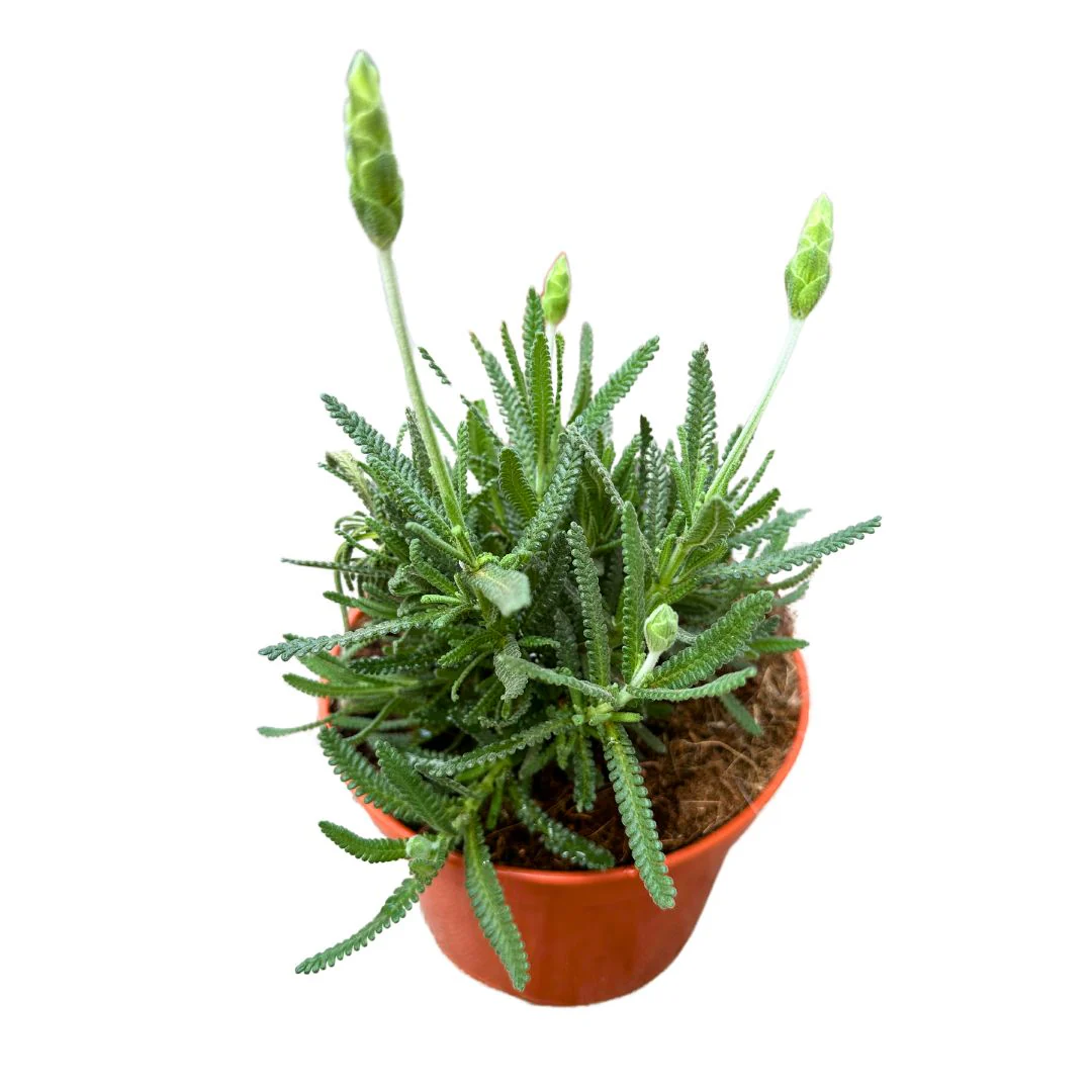 Lavanda Dentata Planta Ornamental Para Jardines Y Macetas (lavandula Dentata) Maceta 23cm
