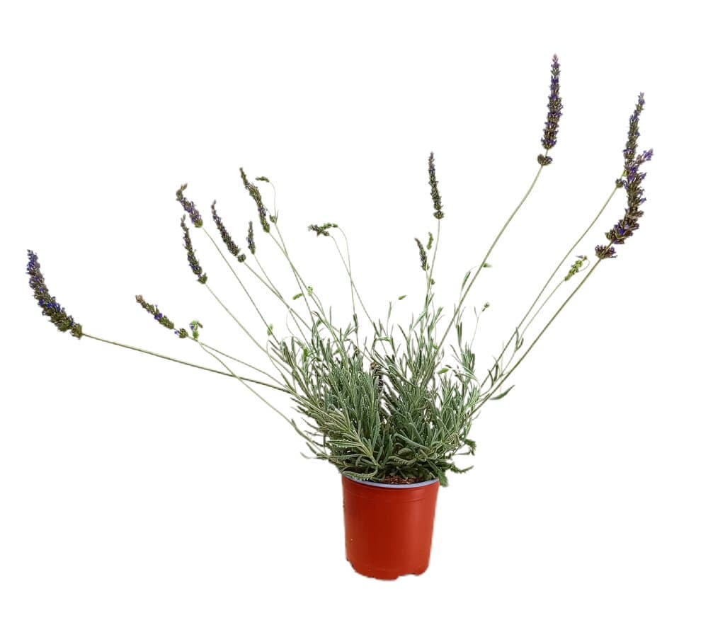 Lavanda Híbrida M13