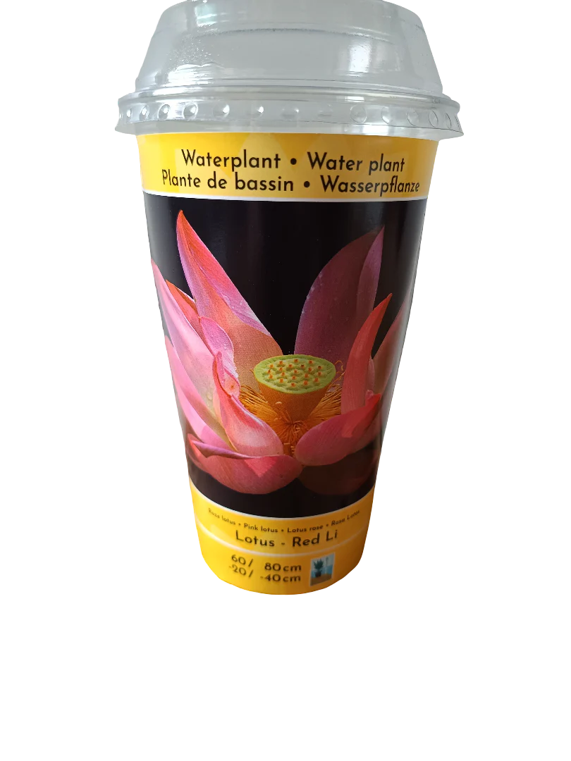 Loto Variedad Red Li Planta Acuatica Semilla Para Plantar