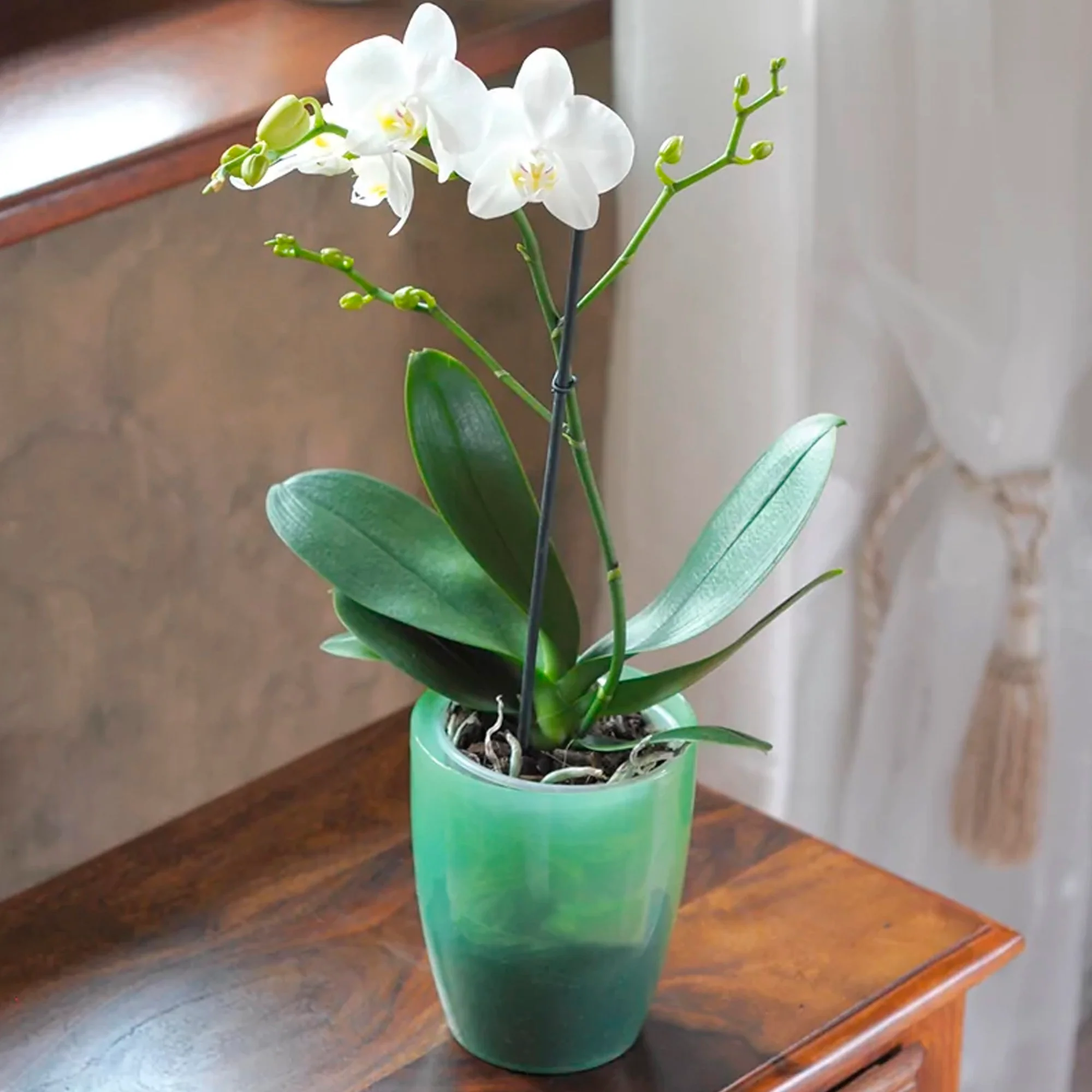 Maceta Coubi Orchid 2,4l., Dimensiones (mm) 160x160x183, Color Violeta Transparente - Image 4