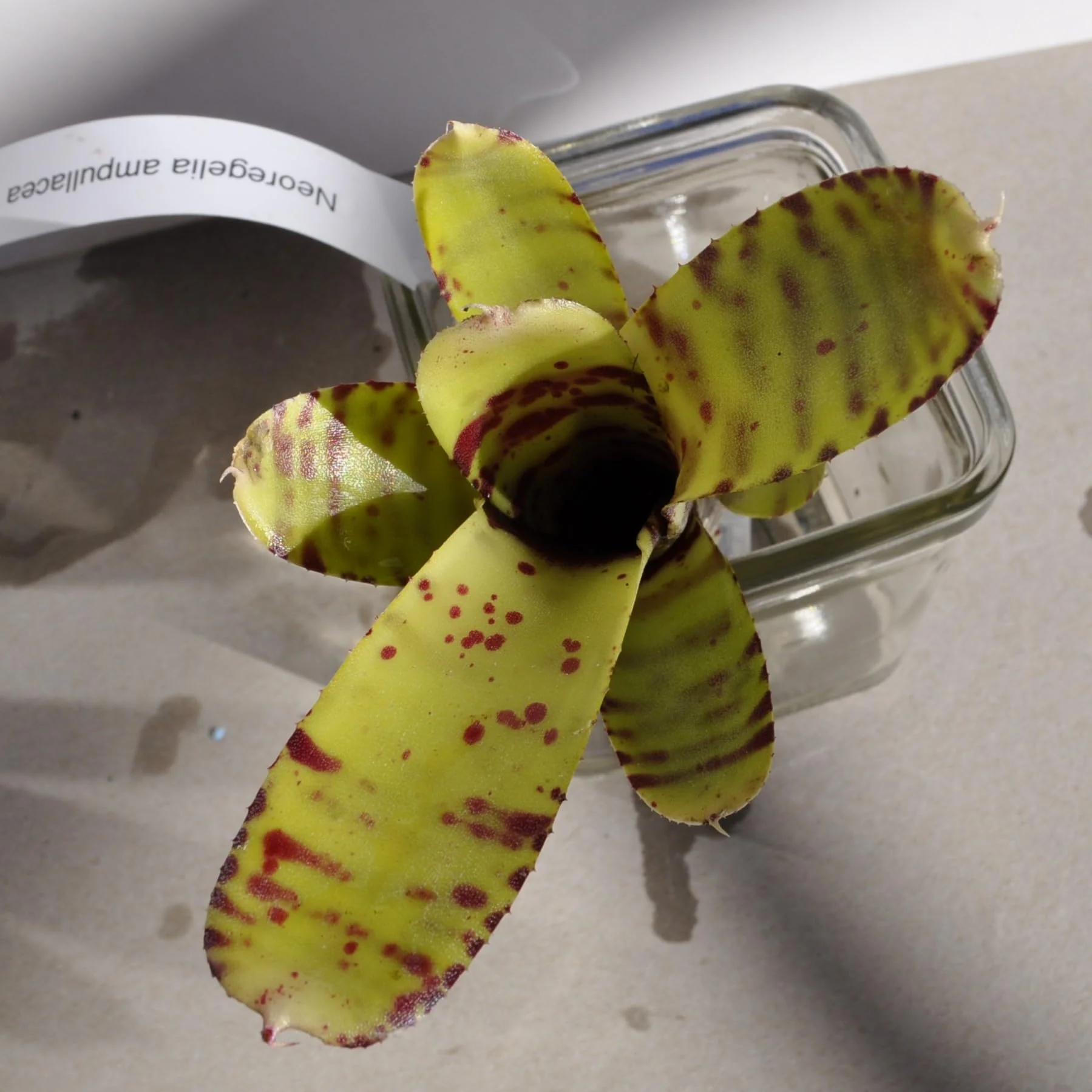 Neoregelia ampullacea tigrina; bromelia punteada; Curiosarium; altura 15-18 cm, diámetro 5-8 cm, sin sustrato - Image 2