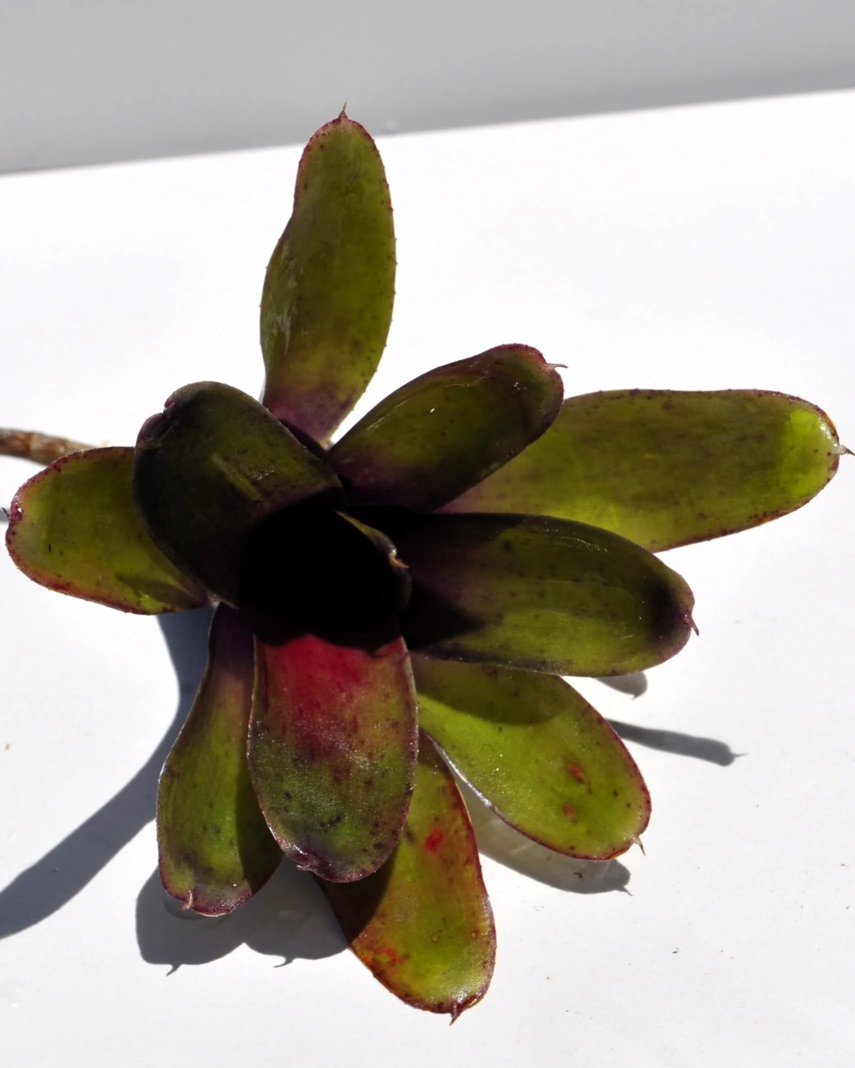 Neoregelia 'Mephisto'; bromelia verde y púrpura, adecuada para terrarios; Curiosarium; altura 12 cm, diámetro 8 cm - Image 4
