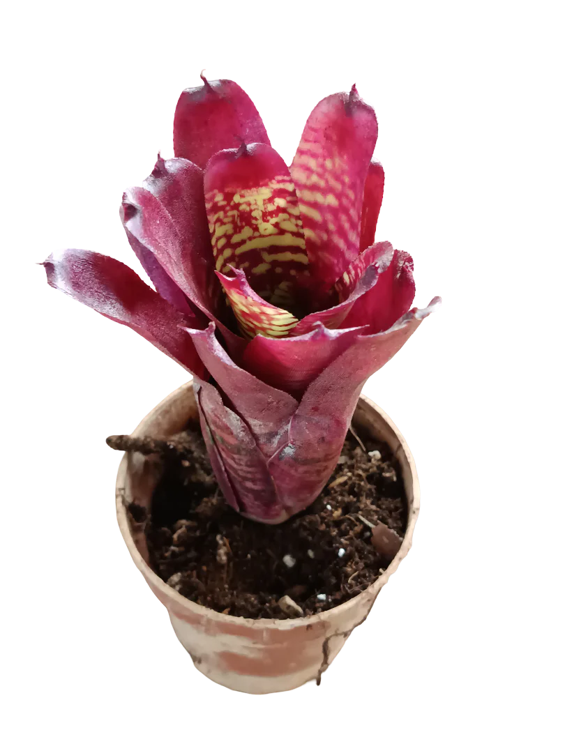 Neoregelia Pheasant Planta Bromelia Para Terrarios E Inteior
