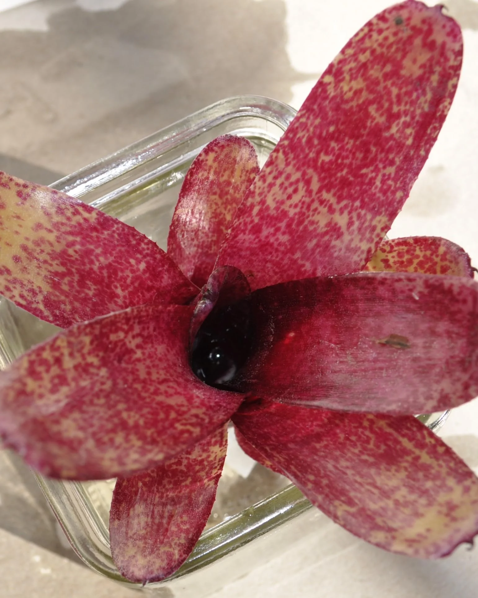 Neoregelia 'Red Waif'; bromelia colorida, ideal para terrarios; Curiosarium; altura 14 cm, diámetro 10 cm, sin sustrato - Image 3