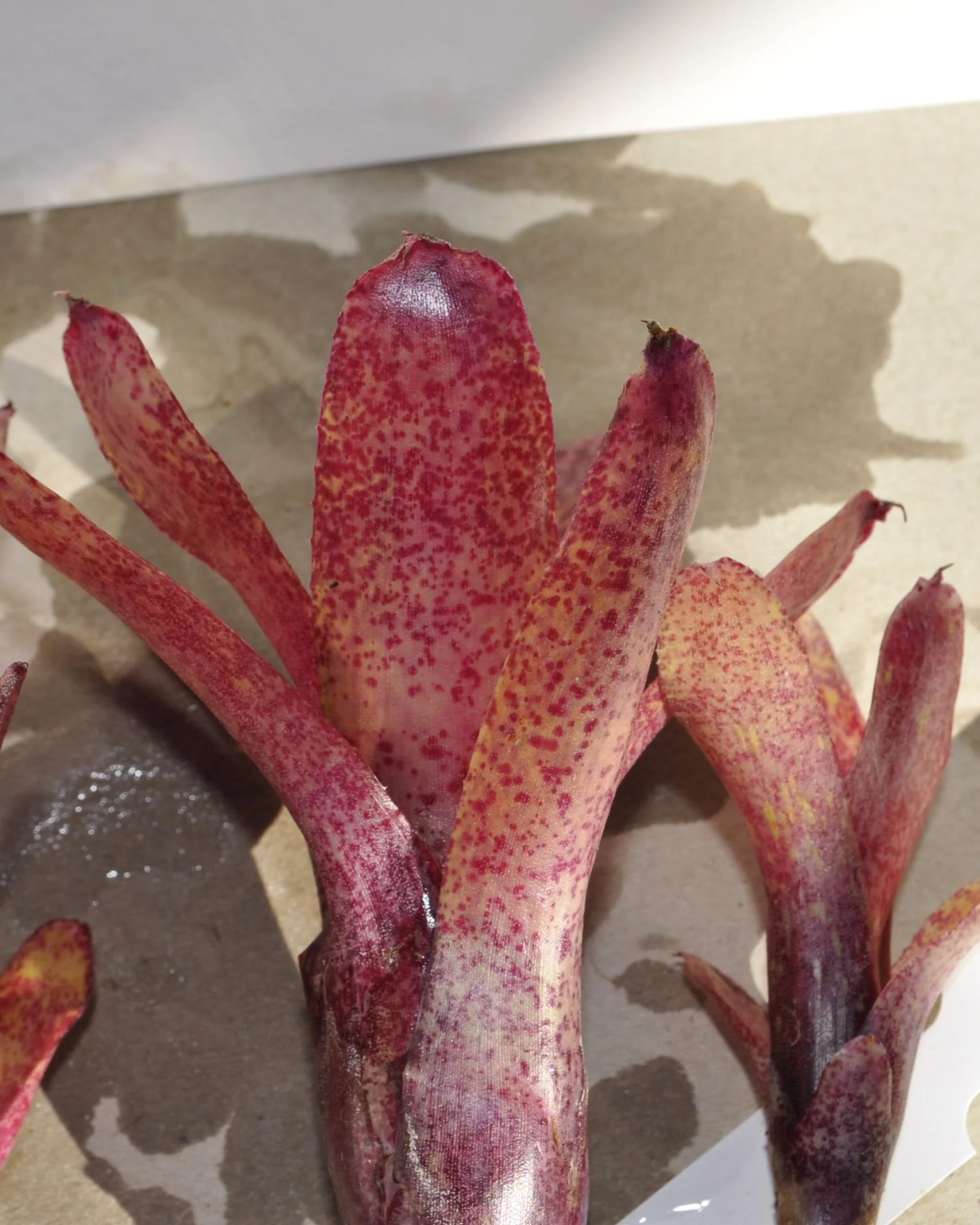 Neoregelia 'Red Waif'; bromelia colorida, ideal para terrarios; Curiosarium; altura 14 cm, diámetro 10 cm, sin sustrato - Image 4