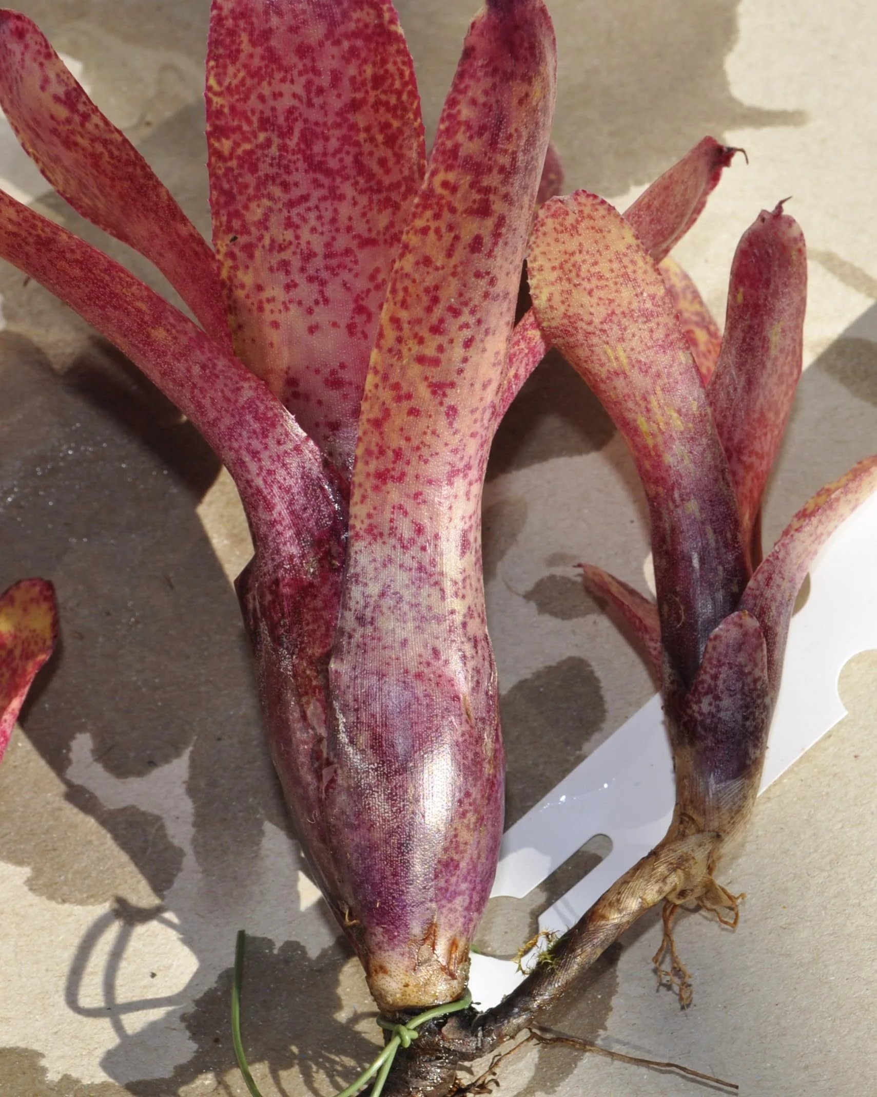 Neoregelia 'Red Waif'; bromelia colorida, ideal para terrarios; Curiosarium; altura 14 cm, diámetro 10 cm, sin sustrato - Image 6
