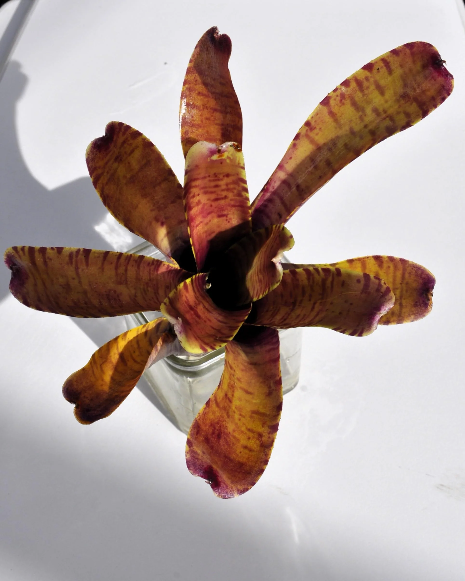 Neoregelia tigrina; bromelia rayada, apta para terrarios; Curiosarium; altura 20 cm, diámetro 18 cm - Image 4