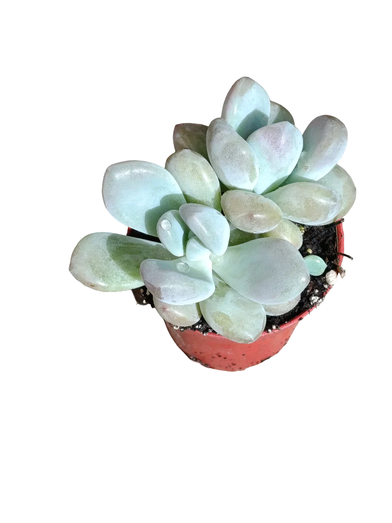 Pachyphitum Oviferum Ø5 Planta Suculenta De Sol