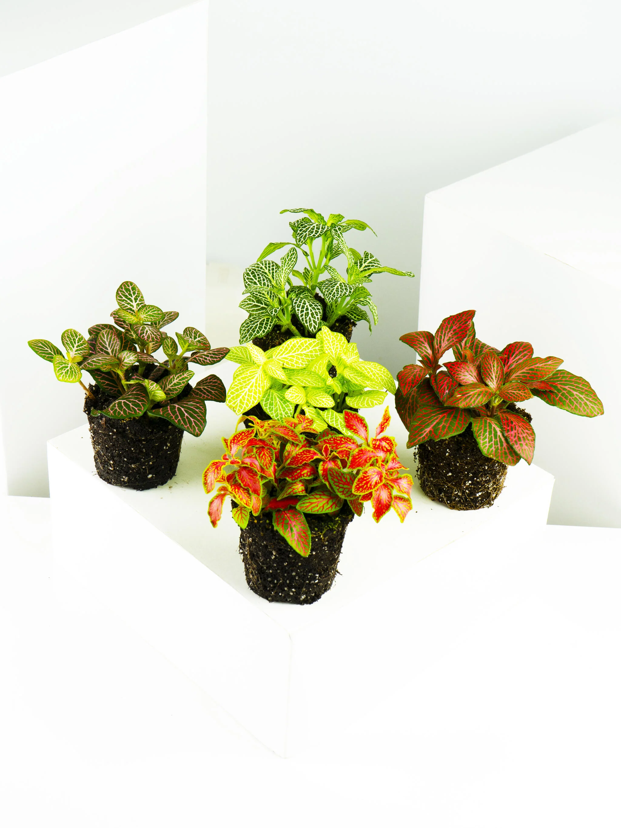 Pack mini Fitonias | 5 Unidades