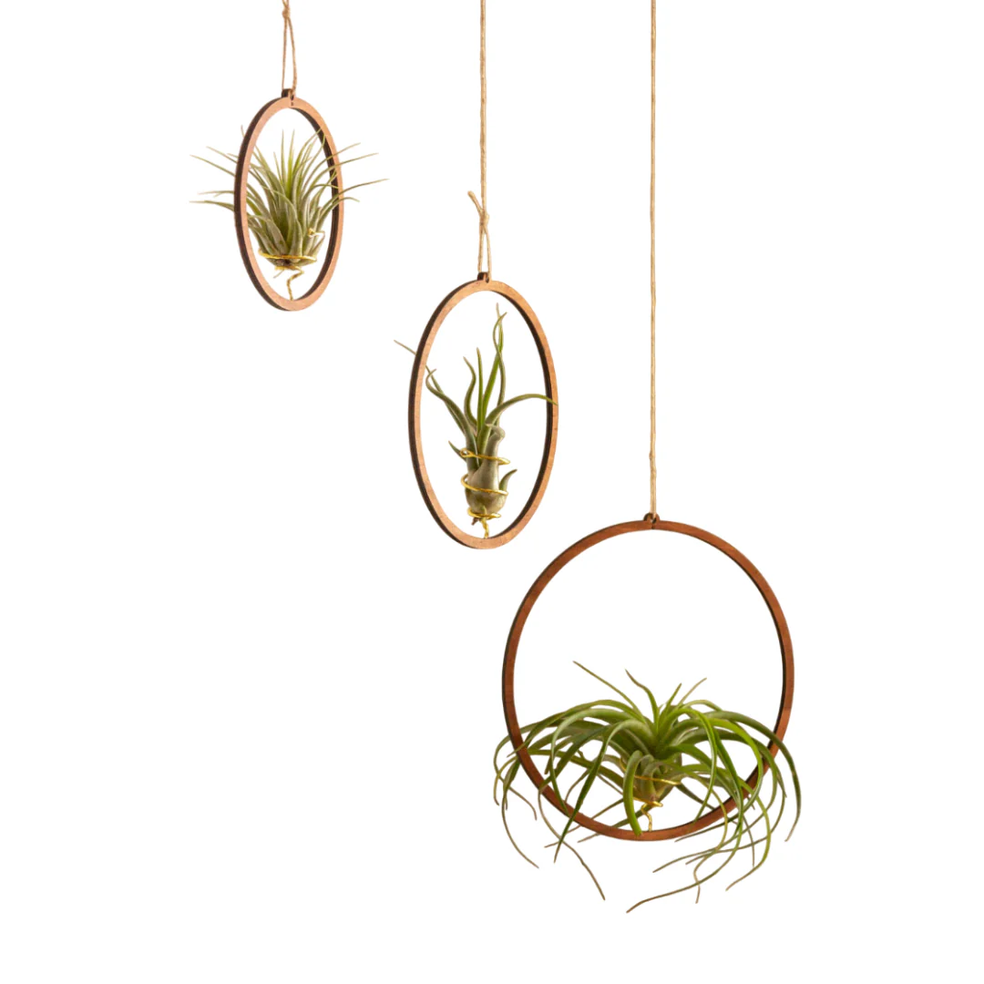 Pack: Plantas De Aire Scaposa, Caput Medusae Y Capitata Peach Con Tres Aros De Madera Colgantes