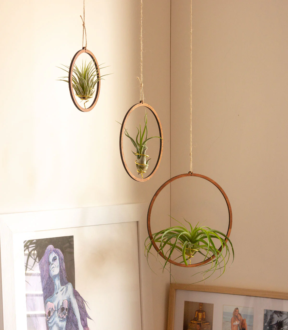 Pack: Plantas De Aire Scaposa, Caput Medusae Y Capitata Peach Con Tres Aros De Madera Colgantes - Image 2