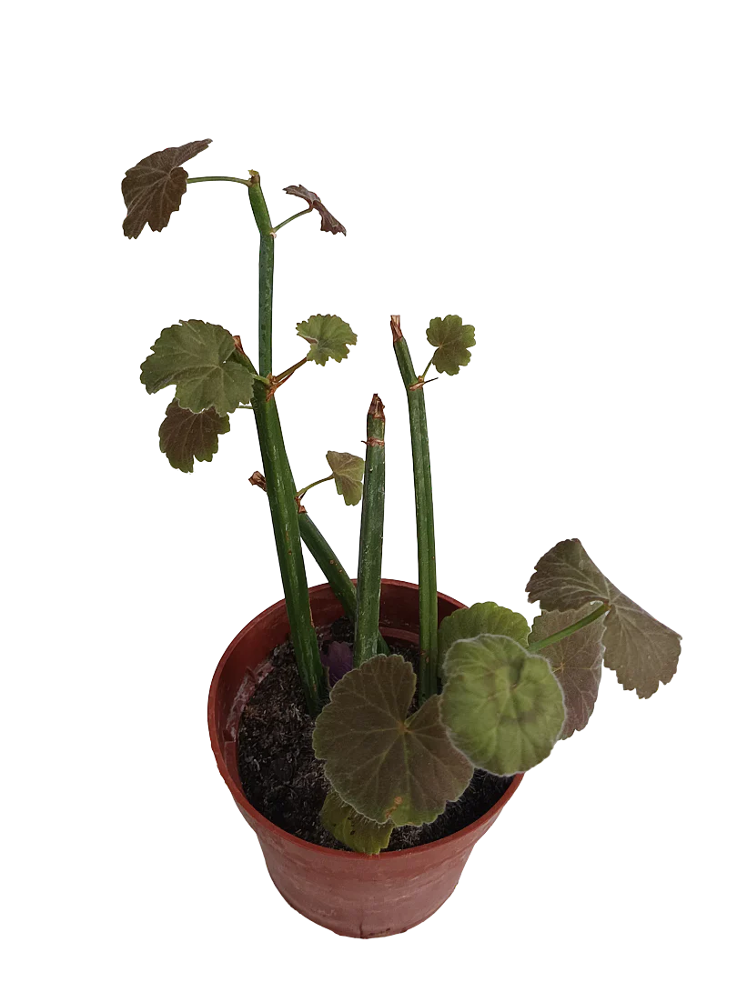 Pelargonium Tetragonum Geranio Suculenta Ø8