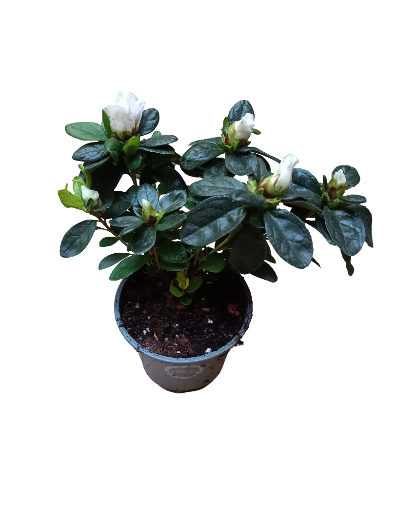 Planta Azalea De Flor Blanca Ideal Para Jardines Y Para Bonsai