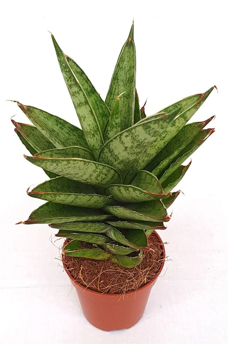 Planta Natural Sansevieria Trifasciata 'pineapple' 1 Ud Ø 5.5 Alt. 17