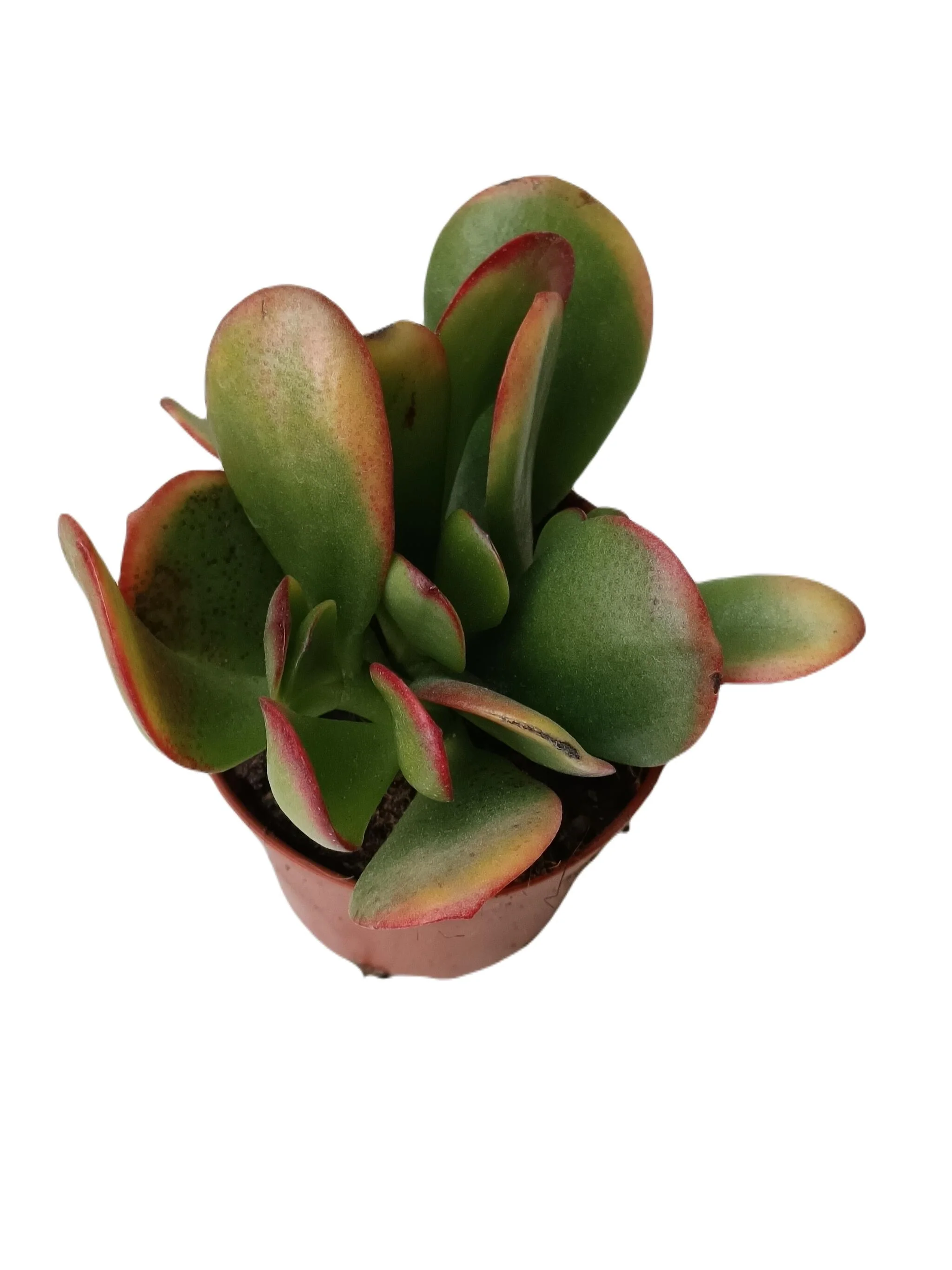 Planta Suculenta De La Suerte Crassula Sunset Ø5 Cm