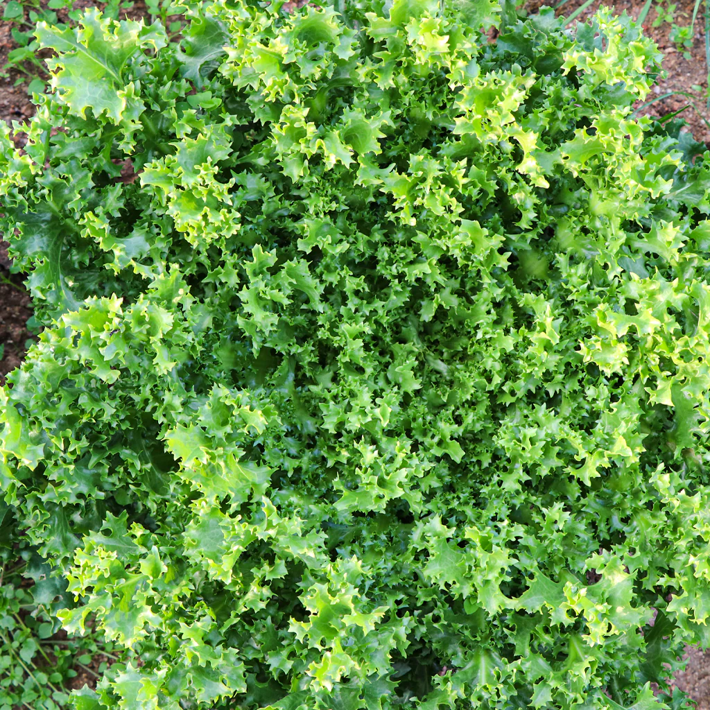 Plantón Escarola Rizada - PlantaBo - Image 3