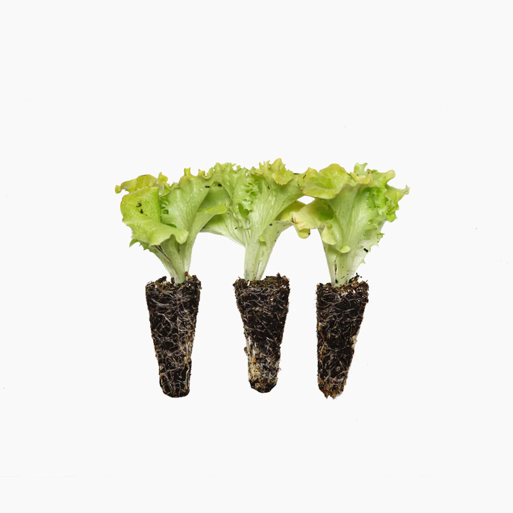 Plantón Lechuga Lollo Bionda 3 Unidades - PlantaBo