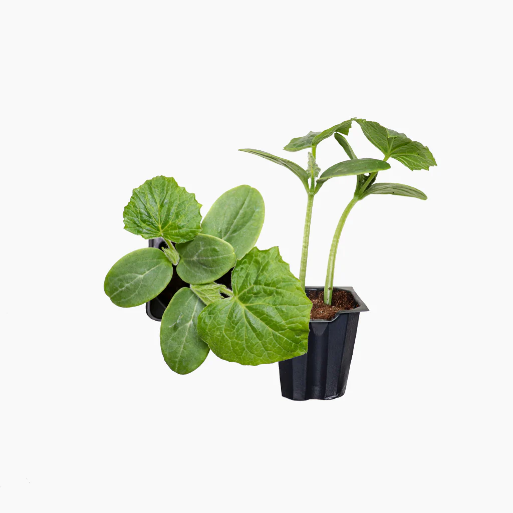 Plantón Pepino Tipo Francés 2 Unidades - Plantabo