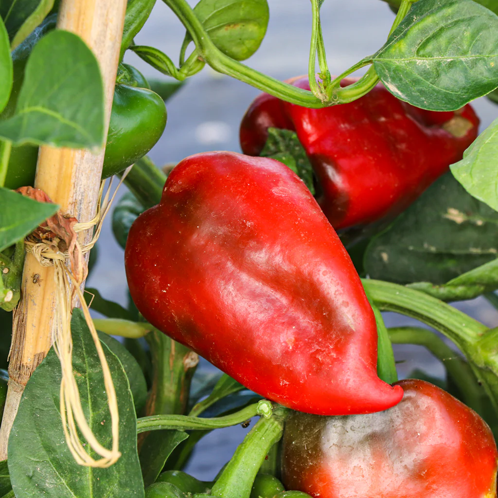 Plantón Pimiento Del Piquillo 2 Unidades - Plantabo - Image 2